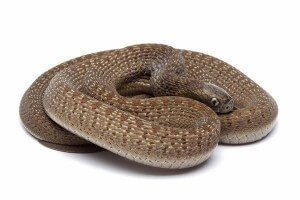 Dasypeltis fasciata